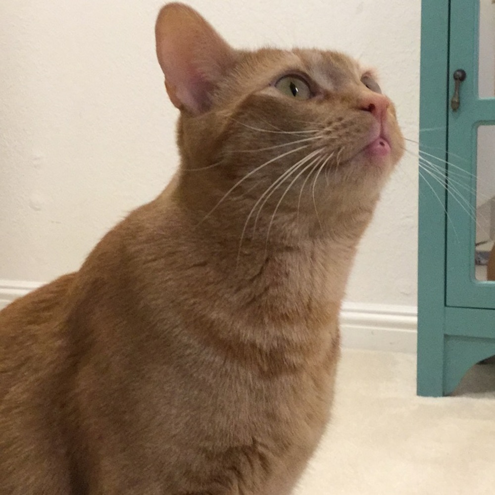 Meet your Posher, Sasha